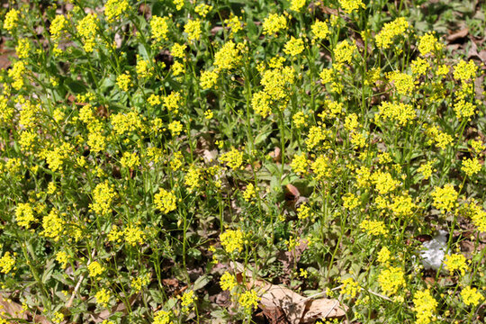 春天 花 野花 黃花 無(wú)名花
