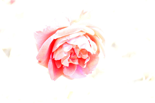 玫瑰花