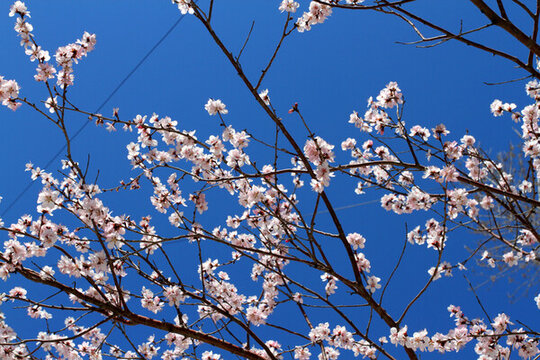 桃紅柳綠 花卉 花樹 春天 樹
