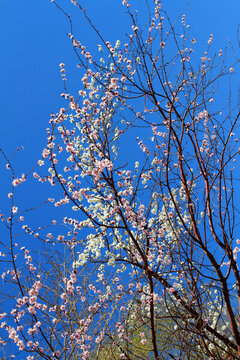 桃紅柳綠 花卉 花樹 春天 樹