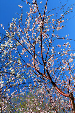 桃紅柳綠 花卉 花樹(shù) 春天 樹(shù)