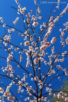 桃紅柳綠 花卉 花樹 春天 樹