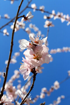 桃紅柳綠 花卉 花樹(shù) 春天 樹(shù)