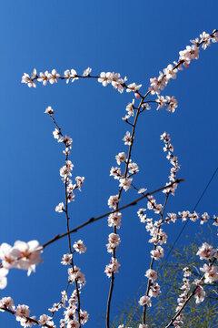 桃紅柳綠 花卉 花樹(shù) 春天 樹(shù)