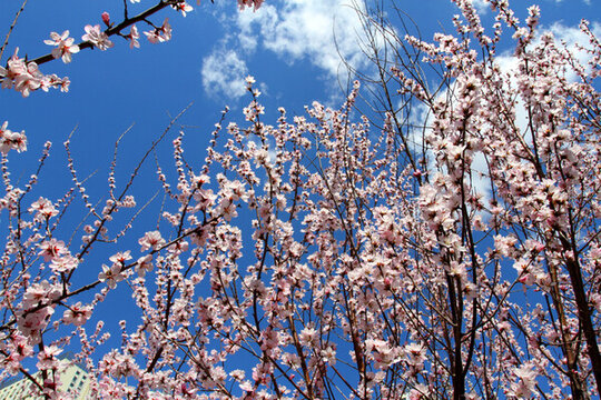 桃紅柳綠 花卉 花樹 春天 樹