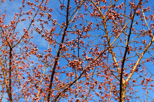 桃紅柳綠 花卉 花樹 春天 樹