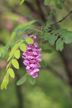 槐花