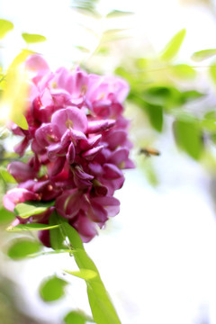 槐花