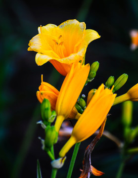 花