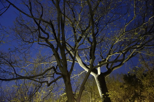 公園夜景