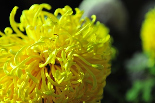 菊花  花瓣  花絲
