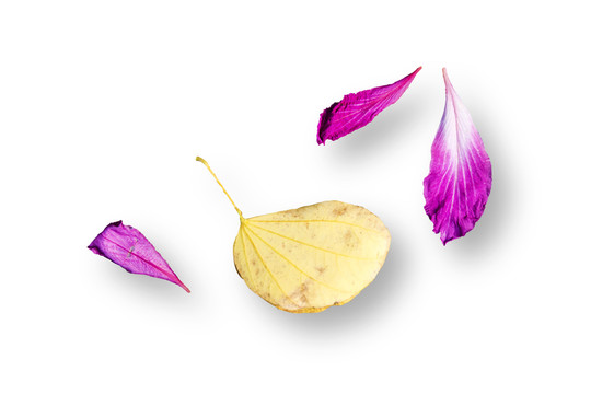 落葉和花瓣