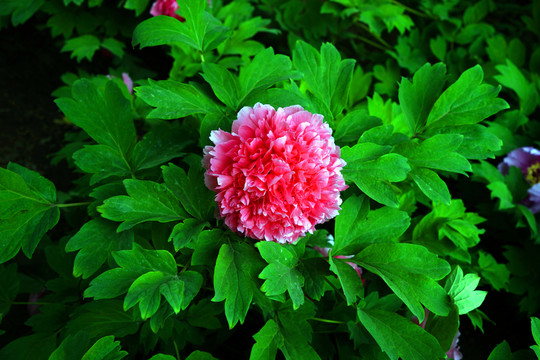 牡丹花