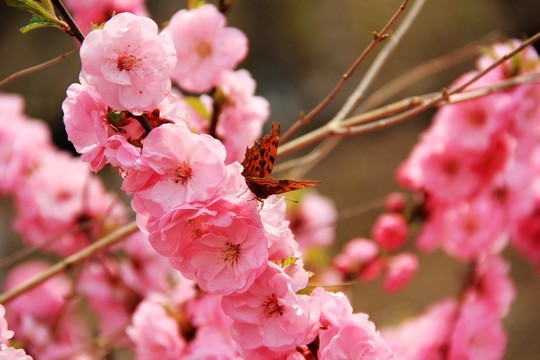 蝶花戀