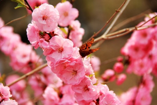 蝶戀花