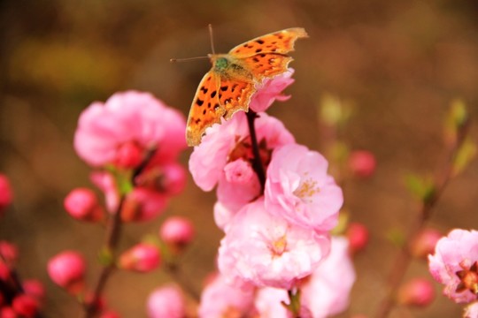 蝶戀花