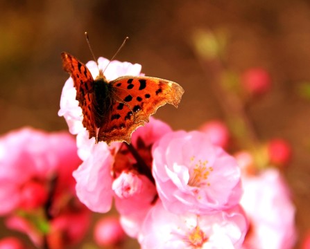 蝶戀花