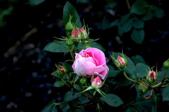 月季花
