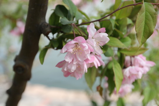 淺粉色花