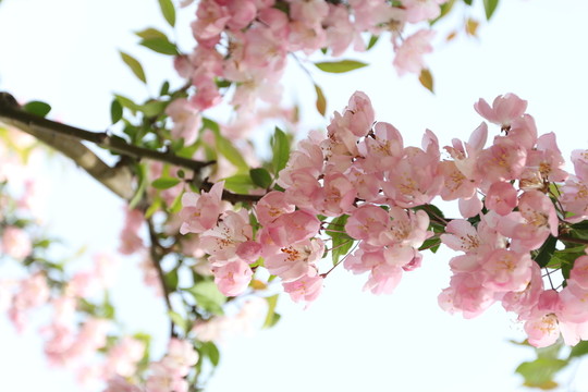 淺粉色花