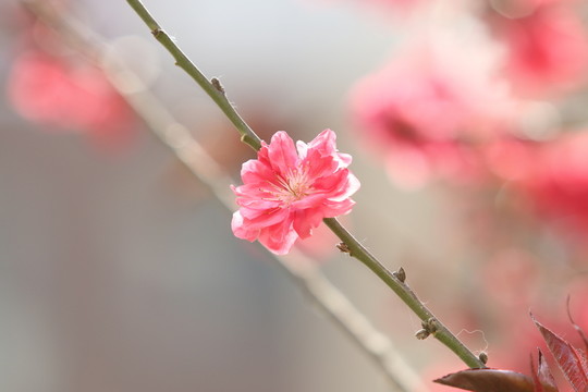 紅色花