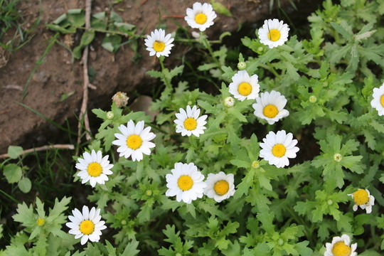 白色小花
