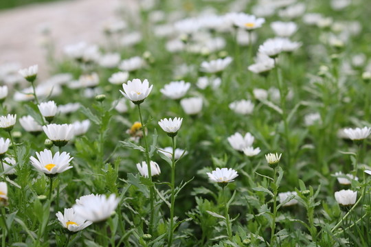白色小花
