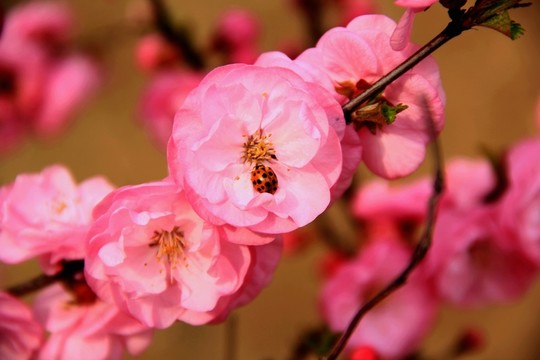 花之戀