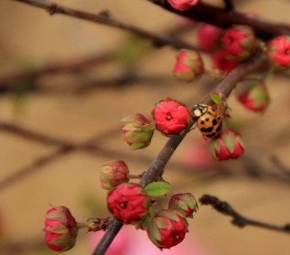 蟲(chóng)戀花
