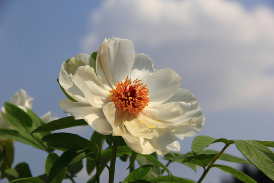 牡丹花