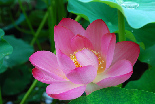 荷花