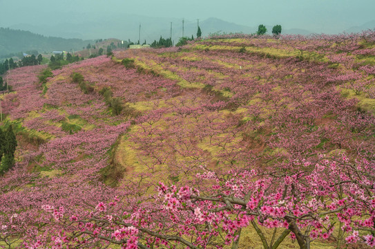 龍泉桃花山