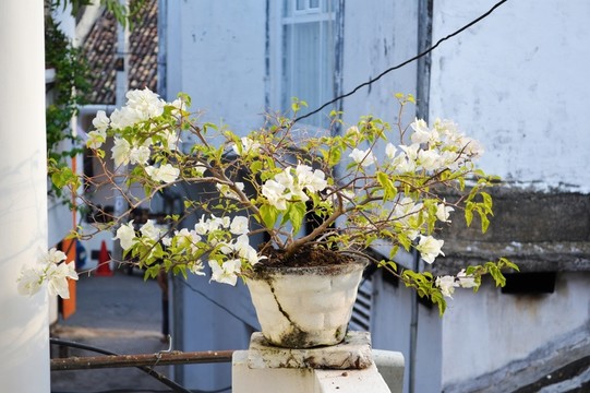 花盆三角梅