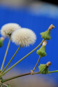 植物