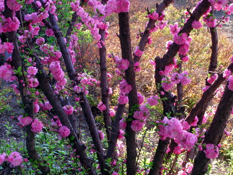 櫻花