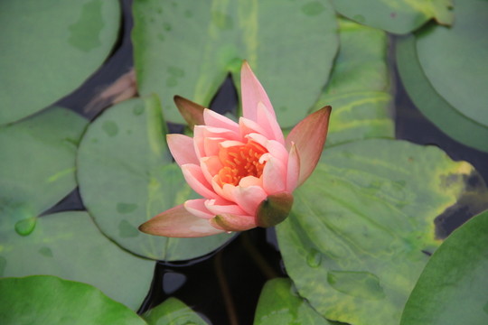 蓮花