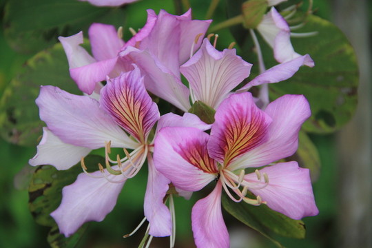 紫荊花