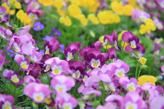 鬼臉花