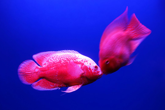 地圖魚和紅鸚鵡魚