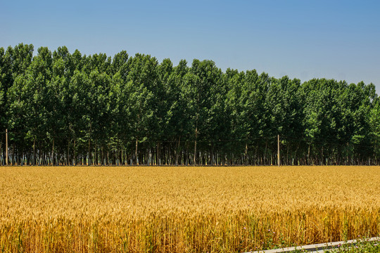麥田麥地樹林