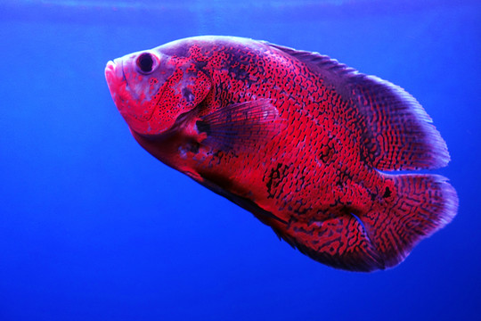 地圖魚