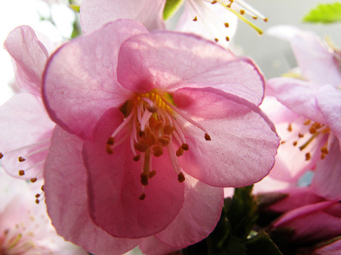 花蕊