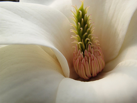 花蕊