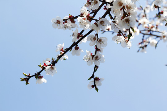 花04