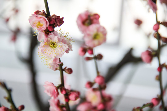 桃花
