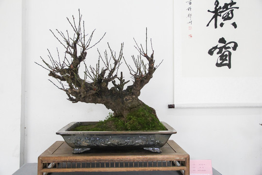 梅花展