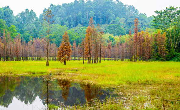 陽(yáng)光草地水杉林
