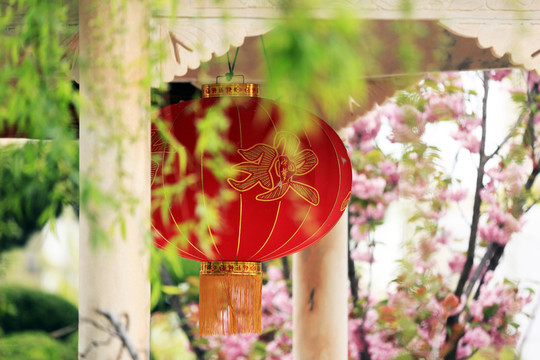紅燈籠