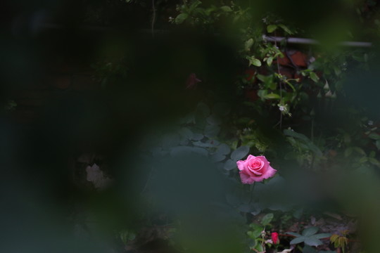 月季花