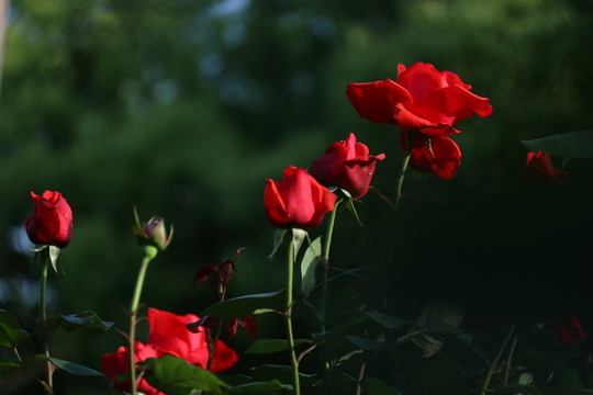 月季花